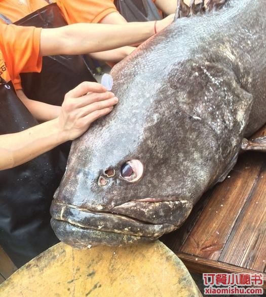 石斑鱼唇,凯达石斑鱼打边炉 石斑鱼唇价格【上